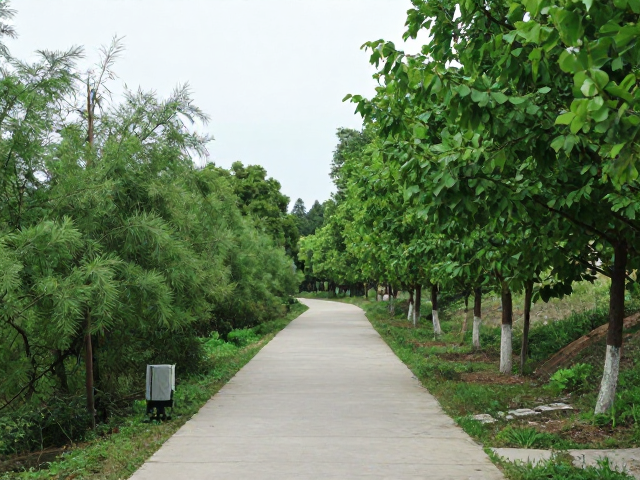 城市边缘的绿色呼吸：近郊生态研学徒步路线精选