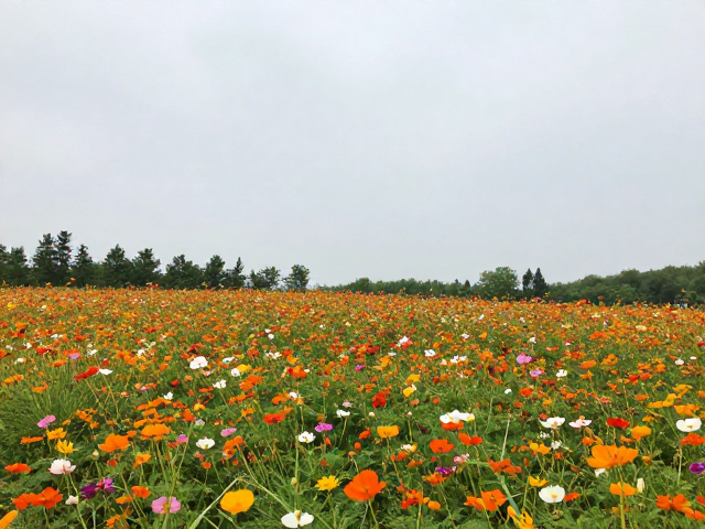 城市公园花海徒步攻略