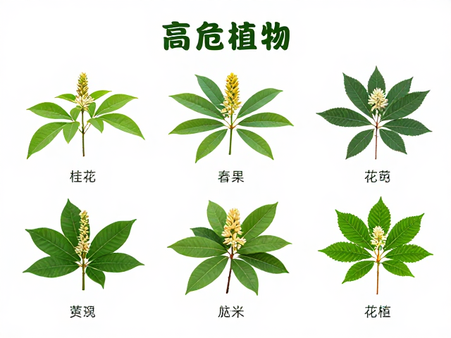 高危植物的形态特征与识别逻辑