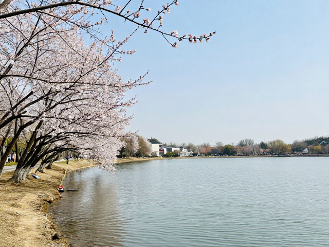 春季湖边赏花徒步指南，提前看天气，轻松驾驭平缓休闲线