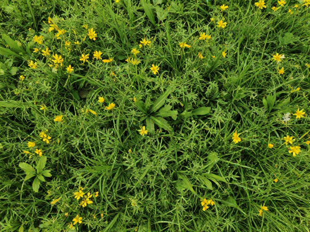 花草纹理素材的获取渠道与筛选技巧