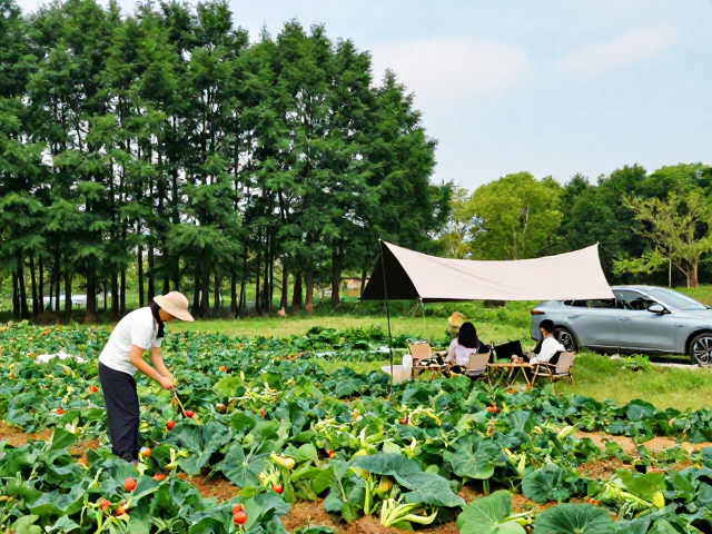 田园采摘:参与式农事的季节限定