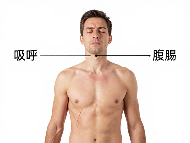 腹式呼吸与横膈膜的协同运动