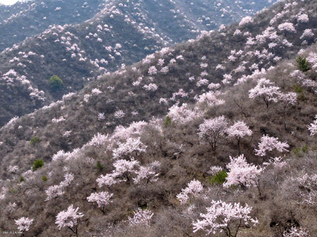 春季花海山林穿越徒步攻略,摄影爱好者必去的绝美路线