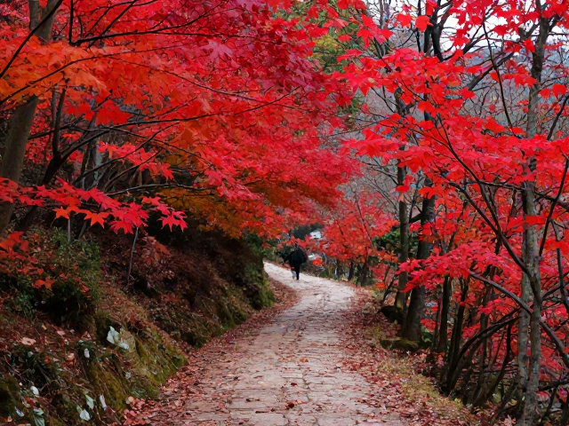 路线二:浙北山区的古道红叶