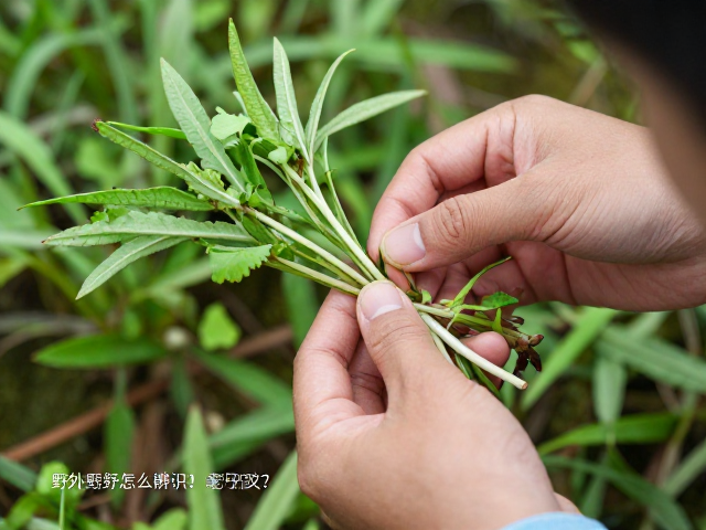安全处理与去皮去籽的操作规范