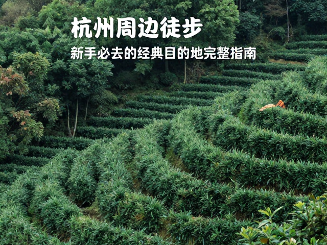 龙井问茶:城市边缘的静谧绿意