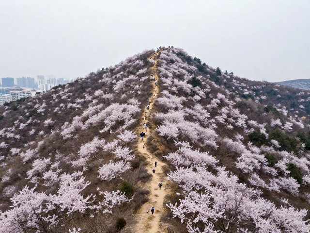 春季山脊赏花徒步指南,城市周边经典徒步目的地全解析