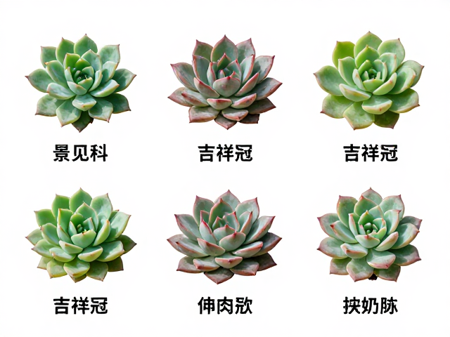 景天科多肉吉祥冠晒伤了怎么办？常见属品种大全整理与急救指南