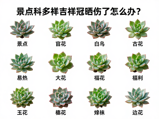景天科常见易晒伤品种特性解析