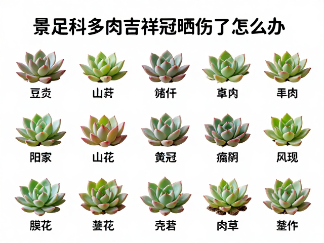 预防晒伤的科学养护与环境调控