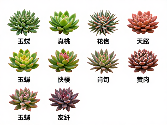 常见玉蝶品种特性与差异化养护要点