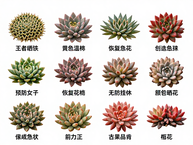 预防晒伤的科学栽培与长期养护体系