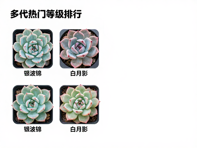 多肉热门等级排行，银波锦与白月影的市场热度对比分析