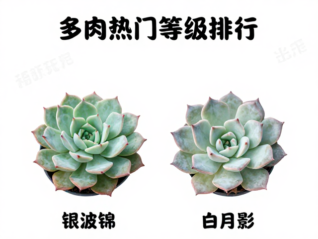 市场认知与长期价值评估