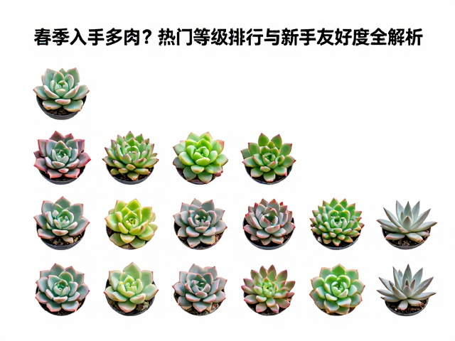 热门品种的新手友好度分级解析