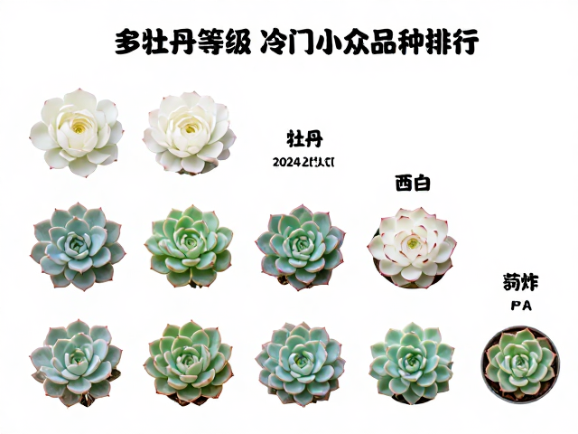 冷门小众品种的热度演变与特征分析