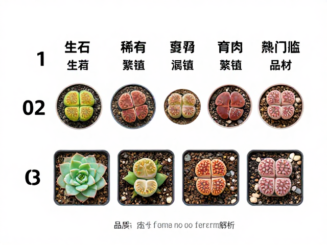 热门品种繁殖特性与养护门槛分析