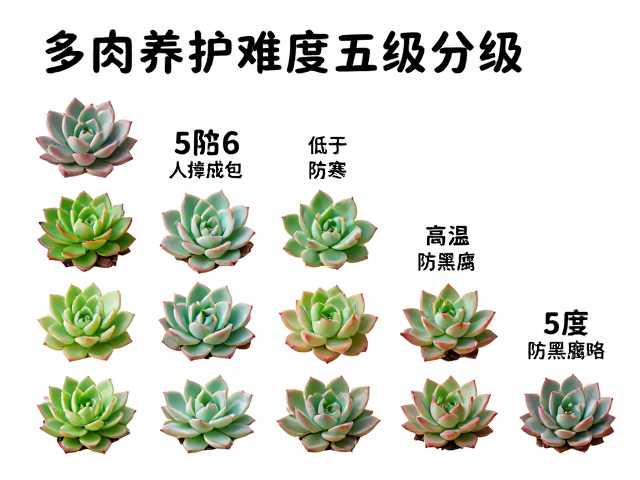 多肉养护难度五级分级，低于5度防寒，高温防黑腐攻略