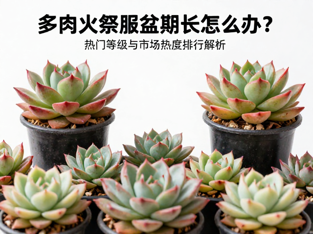 多肉火祭服盆期长怎么办？热门等级与市场热度排行解析
