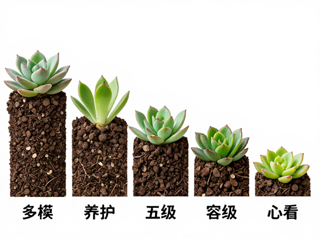 新手必看:避坑指南与核心养护原则