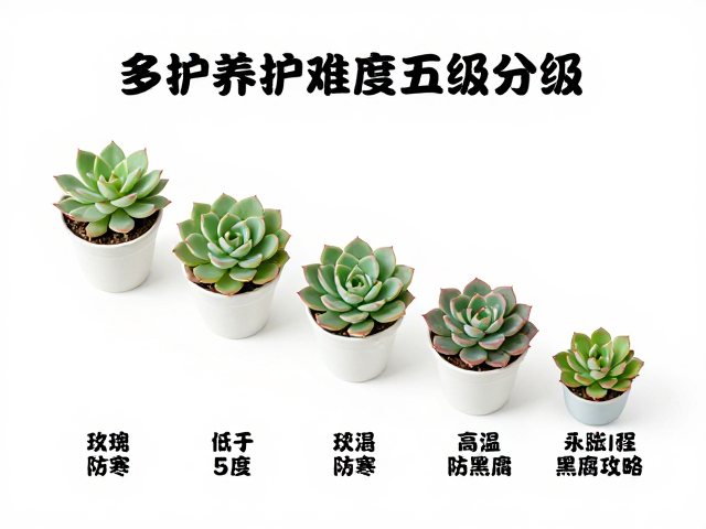 高温防黑腐:夏季高温期的风险管控