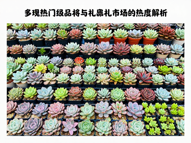 多肉热门等级排行，稀有收藏品种与礼品盆栽市场热度解析