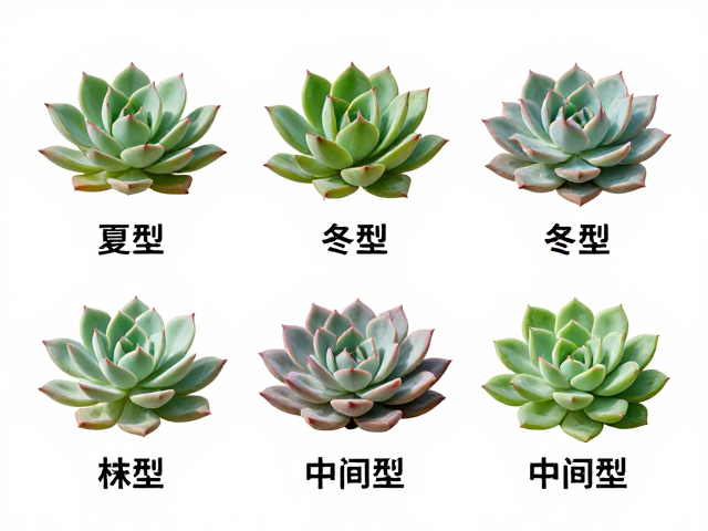 通过株型叶序轻松识别夏型种