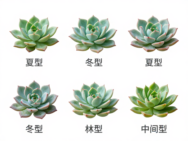 结合生长季与叶片状态综合判断