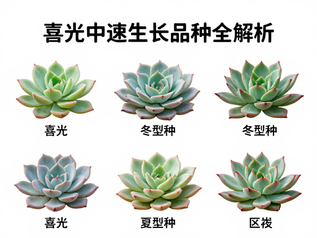 科学养护与环境调控策略