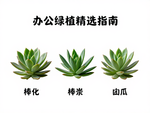 常见棒状叶品种及其辨识技巧