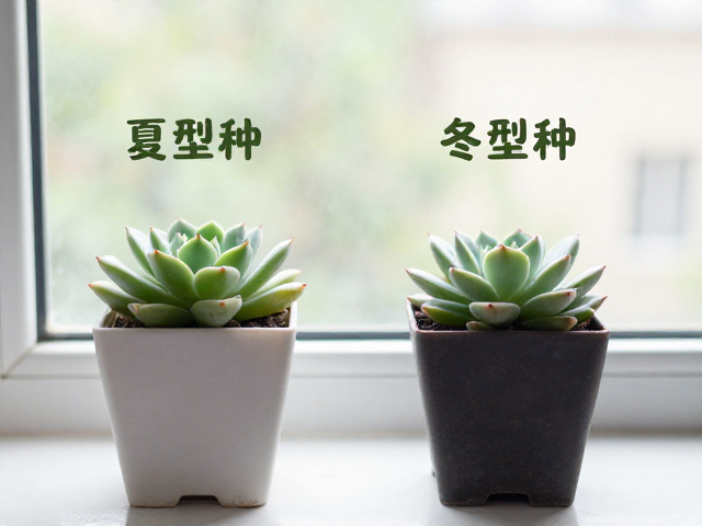 多肉夏型种冬型种怎么分？幼苗期快长，窗台小盆景养护指南