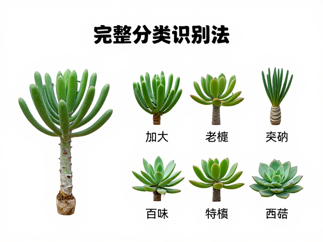 市场现状：老桩识别中的常见误区与客观事实