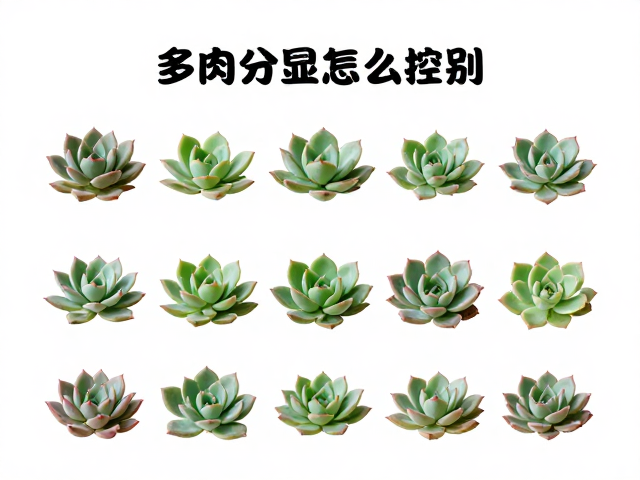 基于外观分类的针对性养护策略