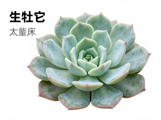 多肉白牡丹匙形叶特征详解，外观形态完整分类识别指南