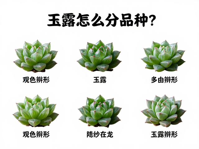 玉露怎么分品种？观色辨形，多肉外观形态完整识别指南