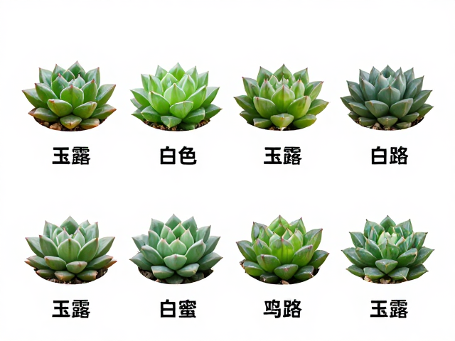 稀有品种与特殊形态的识别要点