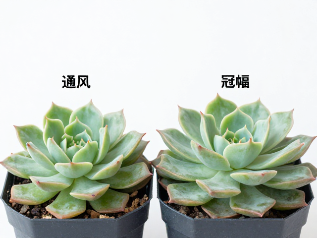 形态特征的直观差异：冠幅与株型