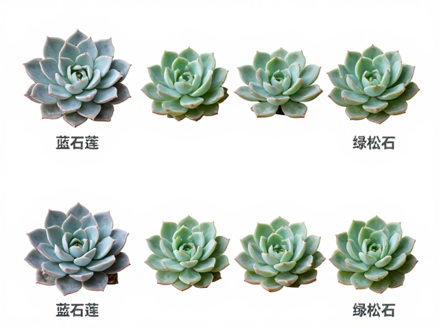 景天科拟石莲花属:蓝石莲与绿松石石的辨析