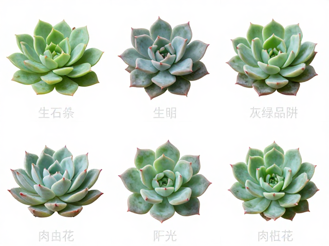 番杏科:生石花与肉锥花的细微灰绿陷阱