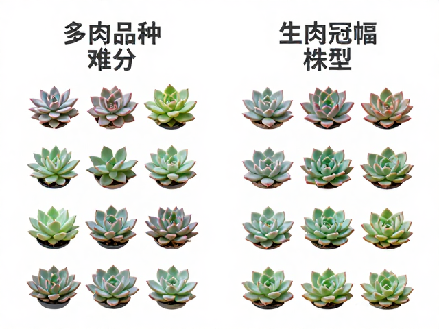 剖析冠幅与株型逻辑:空间分布与整体架构的对比