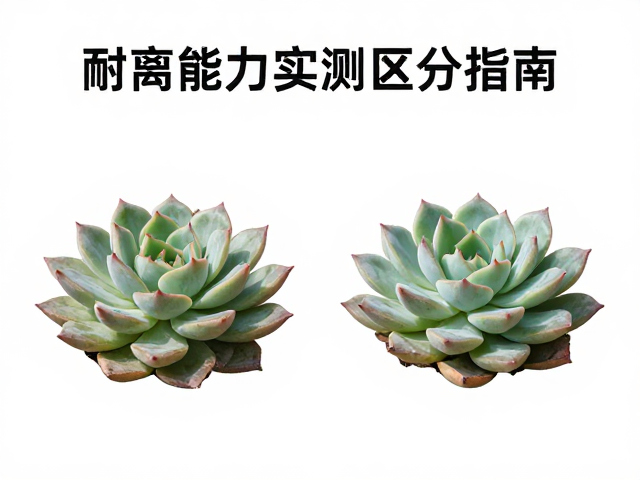 多肉群生爆崽对比，同属高相似度品种耐寒能力实测区分指南