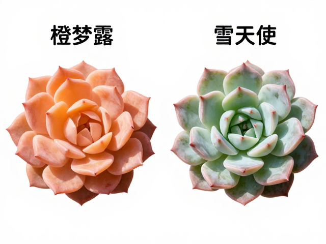 橙梦露与雪天使对比，花瓣形态详解，同属多肉详细区分指南