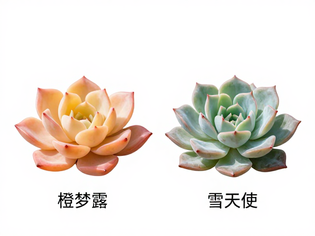 同属多肉的详细区分指南