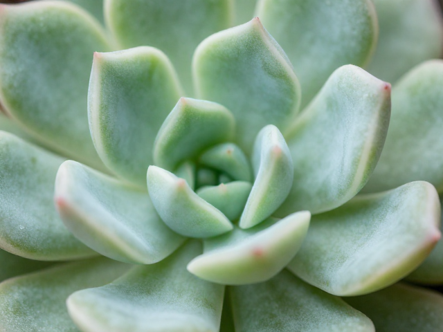 拟石莲花属老叶内扣特征的微观差异