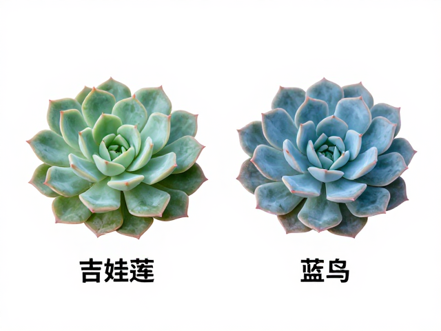经典相似品种:吉娃莲与蓝鸟的形态辨析