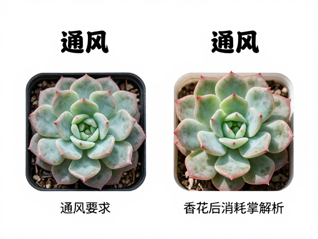 同属多肉详细对比，通风要求与开花后消耗差异全解析