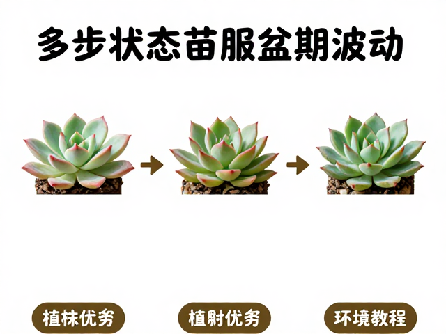 环境适应与服盆操作的关键节点