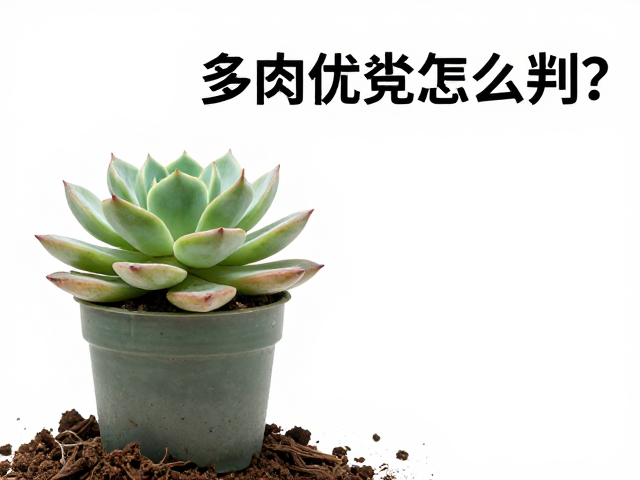 多肉优劣怎么判？轻捏叶片硬度，带原盆原土更稳妥