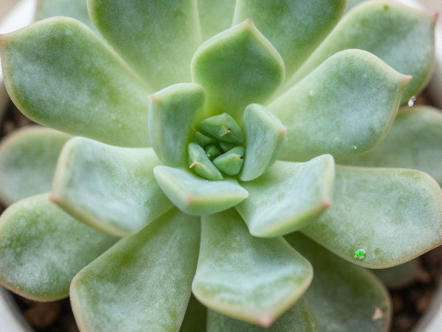 多肉叶片一碰就掉？叶缝无虫卵？3步快速判断植株优劣